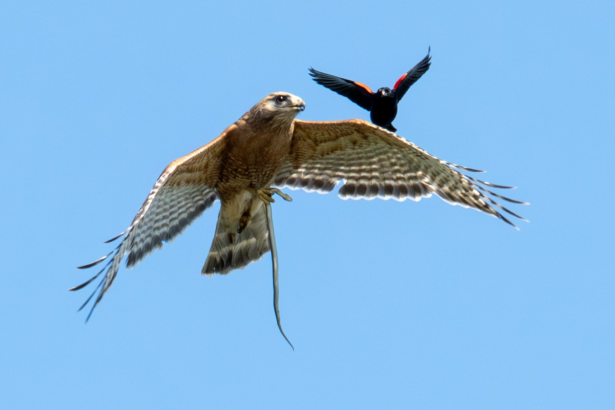 Red-shouldered Hawk (lineatus Group) - Ethan Kang