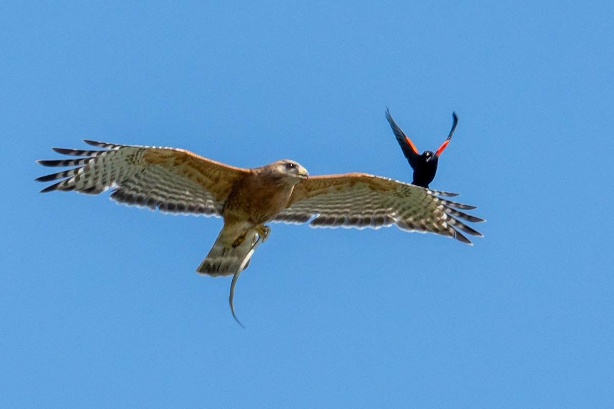 Red-shouldered Hawk (lineatus Group) - ML619753361