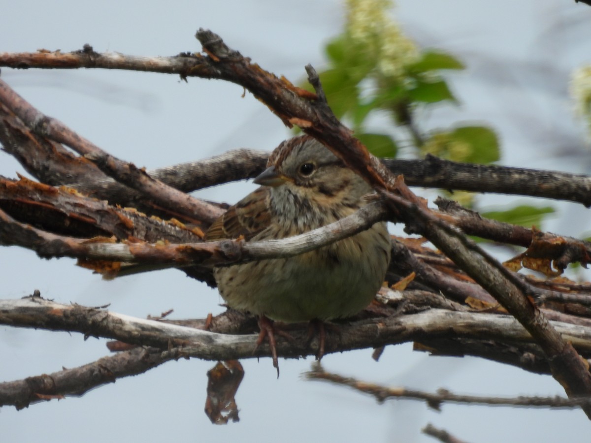 Lincoln's Sparrow - ML619753363