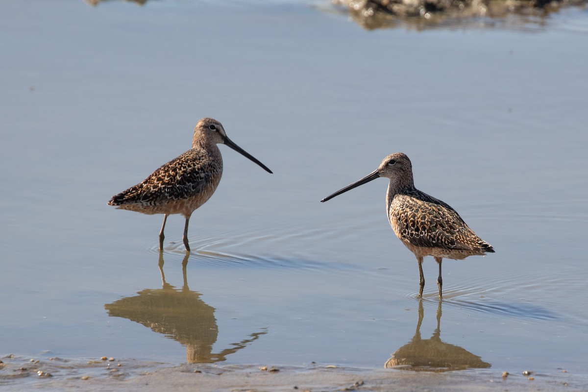 Long-billed Dowitcher - ML619753395