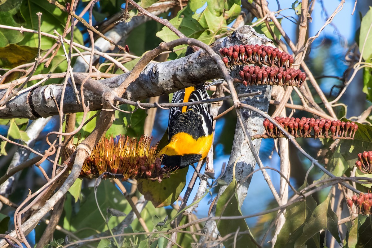 Oriole masqué - ML619753399