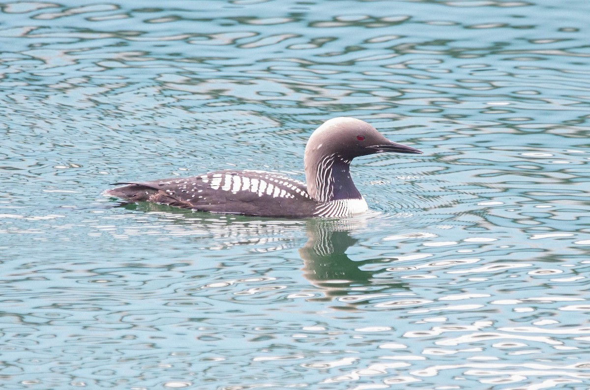 Pacific Loon - ML619753406