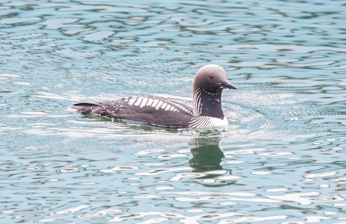 Pacific Loon - ML619753407