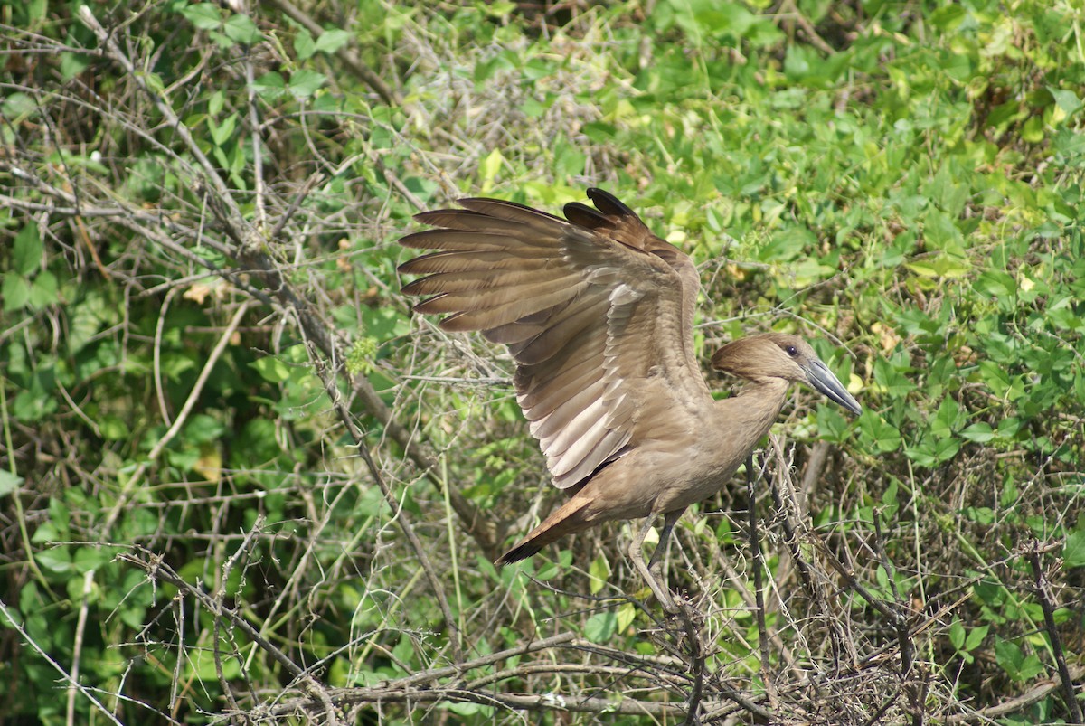 Hamerkop - ML619753411