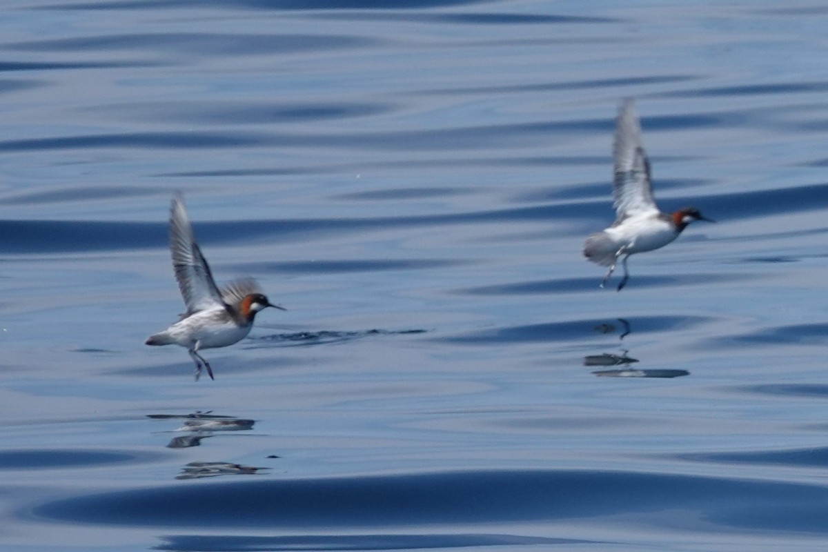 Red-necked Phalarope - ML619753419