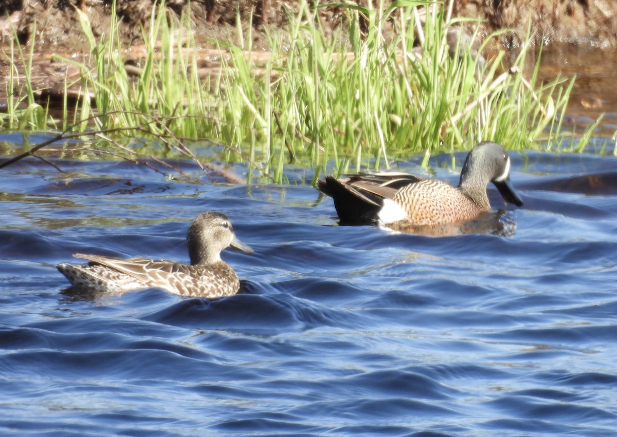 Blue-winged Teal - ML619753454