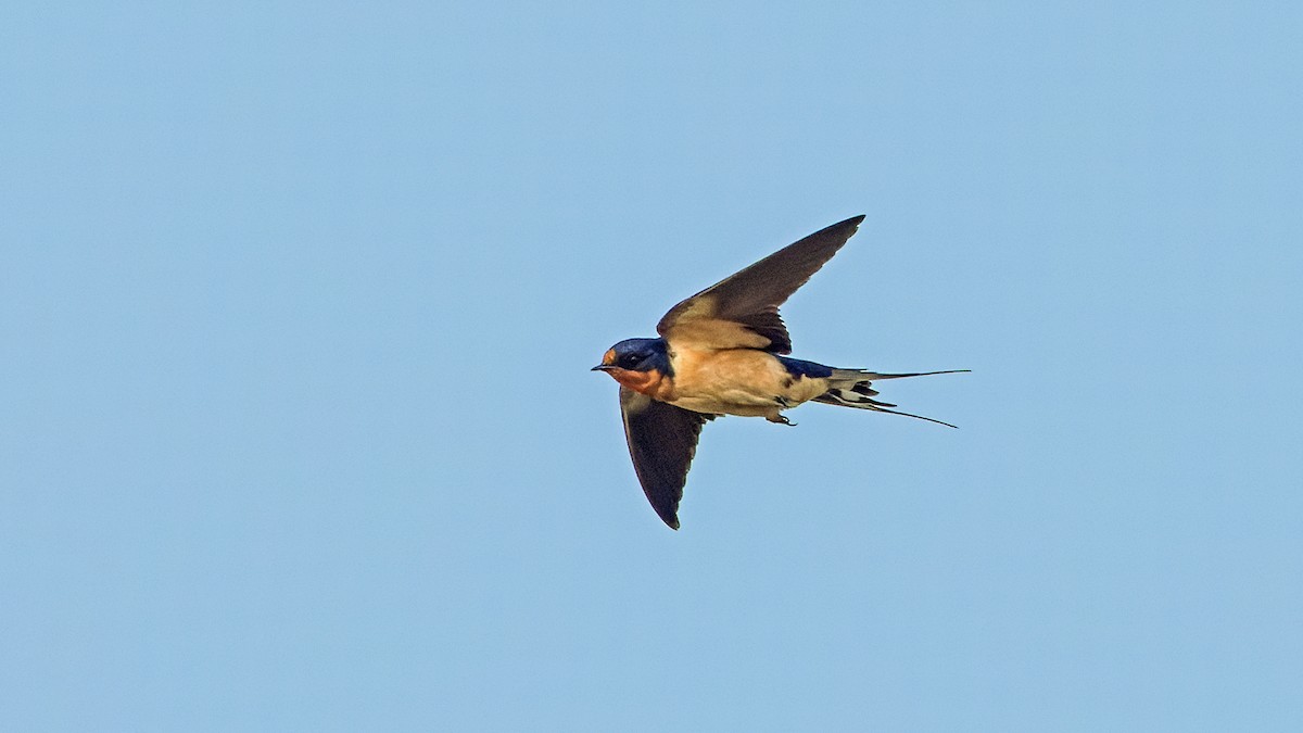 Barn Swallow - ML619753466