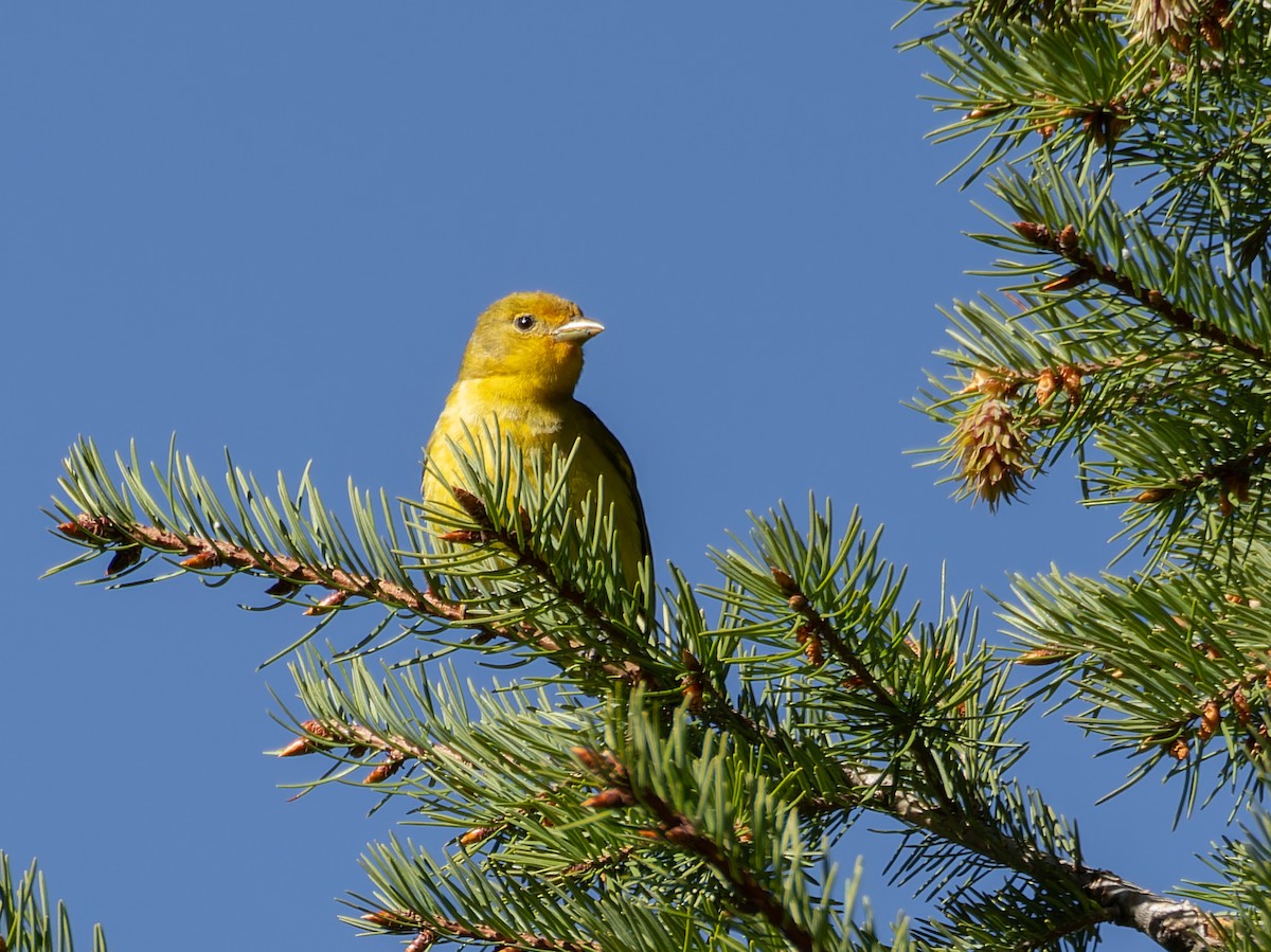 Western Tanager - Lee Proctor