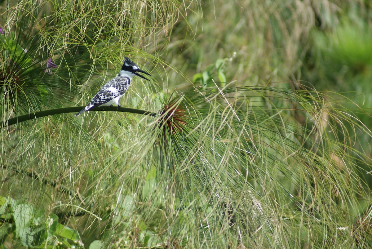 Pied Kingfisher - ML619753492