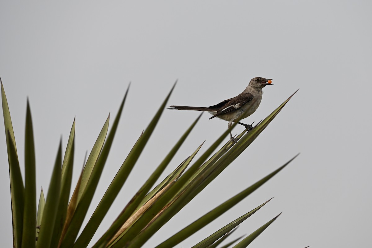 Northern Mockingbird - ML619753495