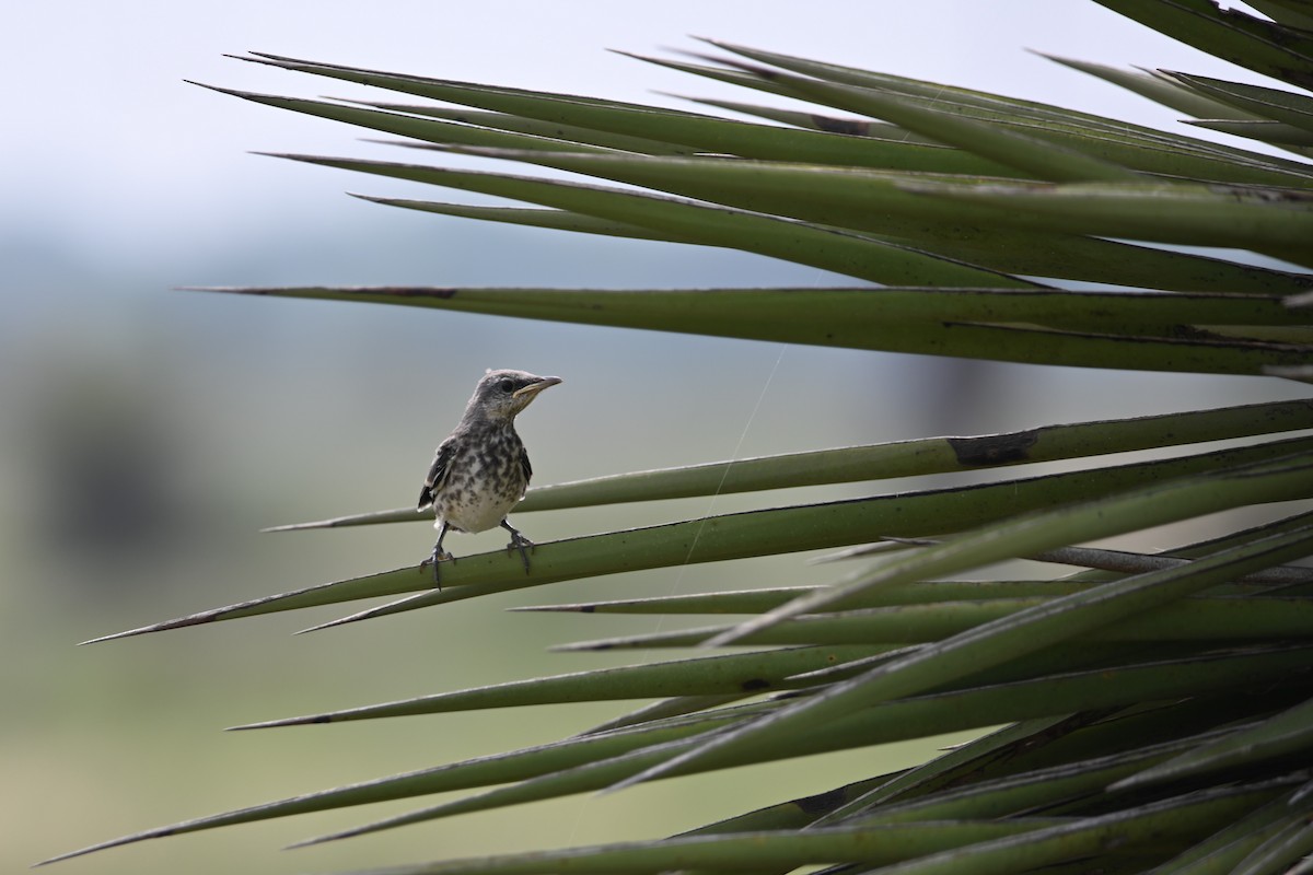 Northern Mockingbird - ML619753496