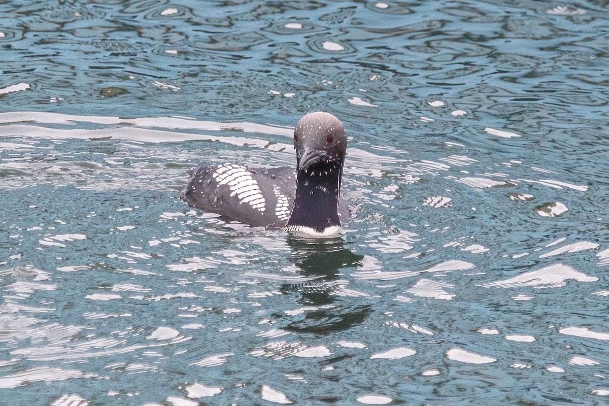 Pacific Loon - ML619753504