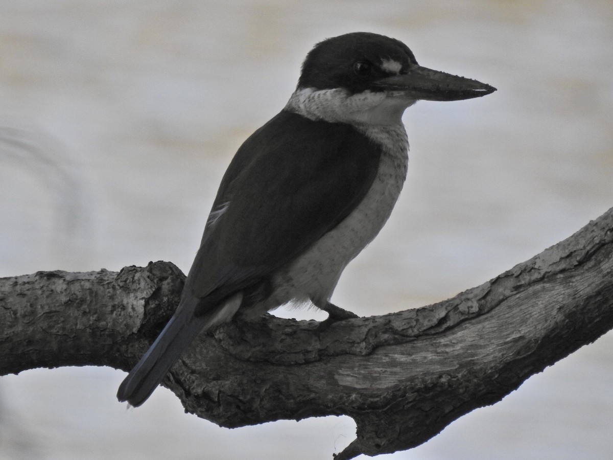 Torresian Kingfisher - ML619753517