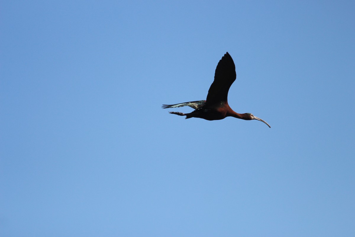 ibis americký - ML619753518