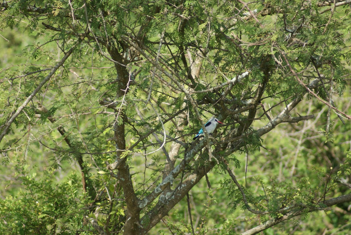 Woodland Kingfisher - ML619753519