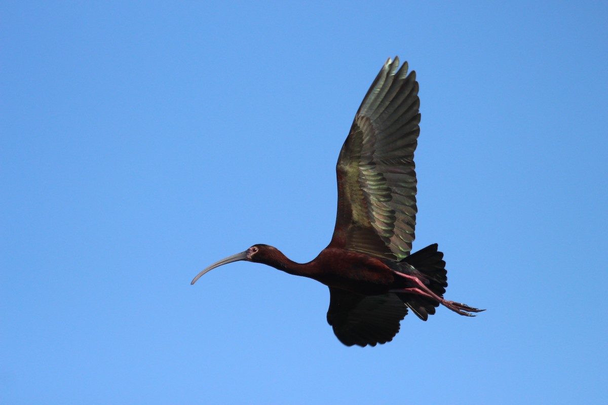 ibis americký - ML619753526