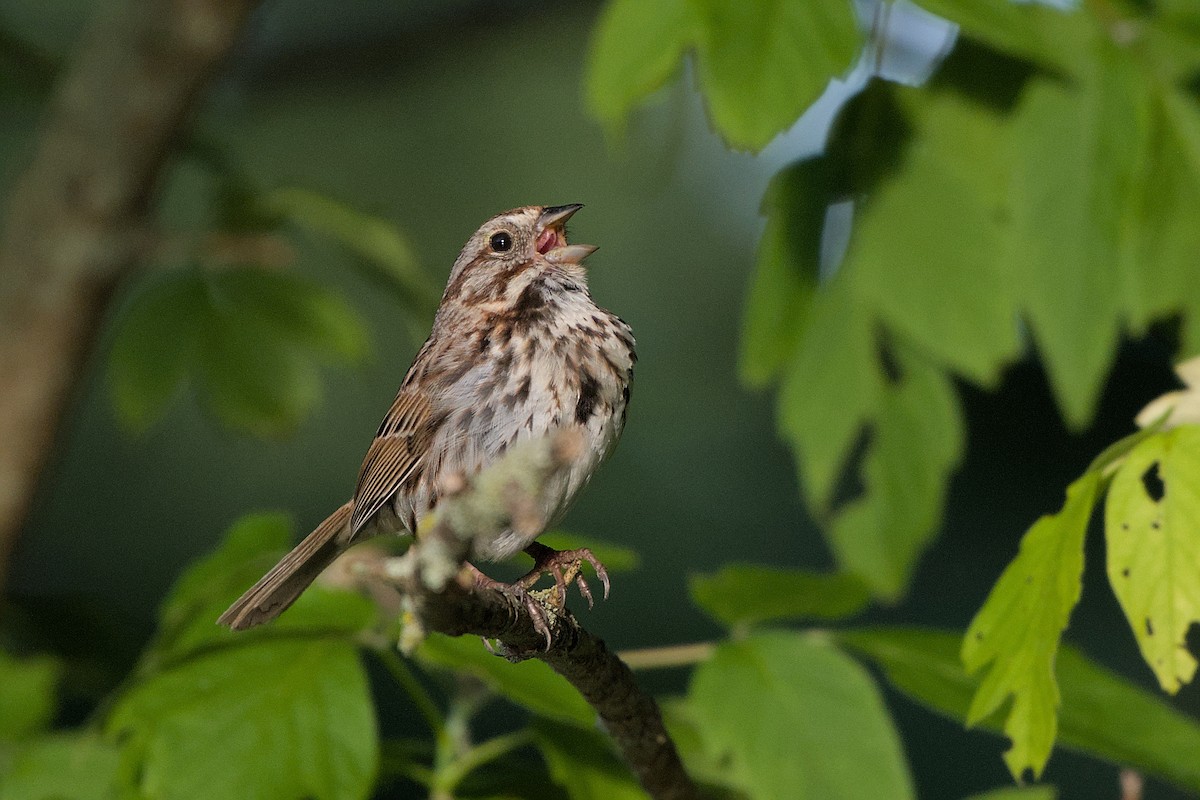 Song Sparrow - ML619753532