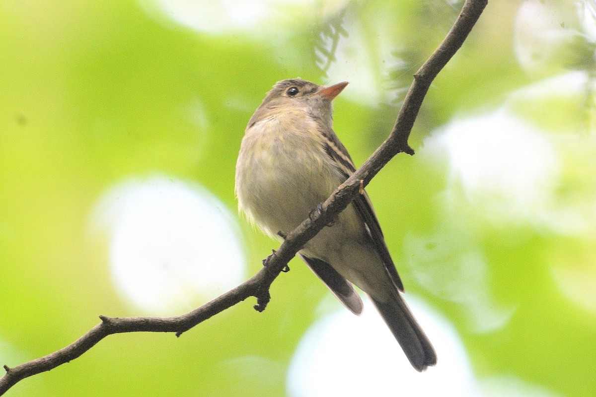 Acadian Flycatcher - ML619753540