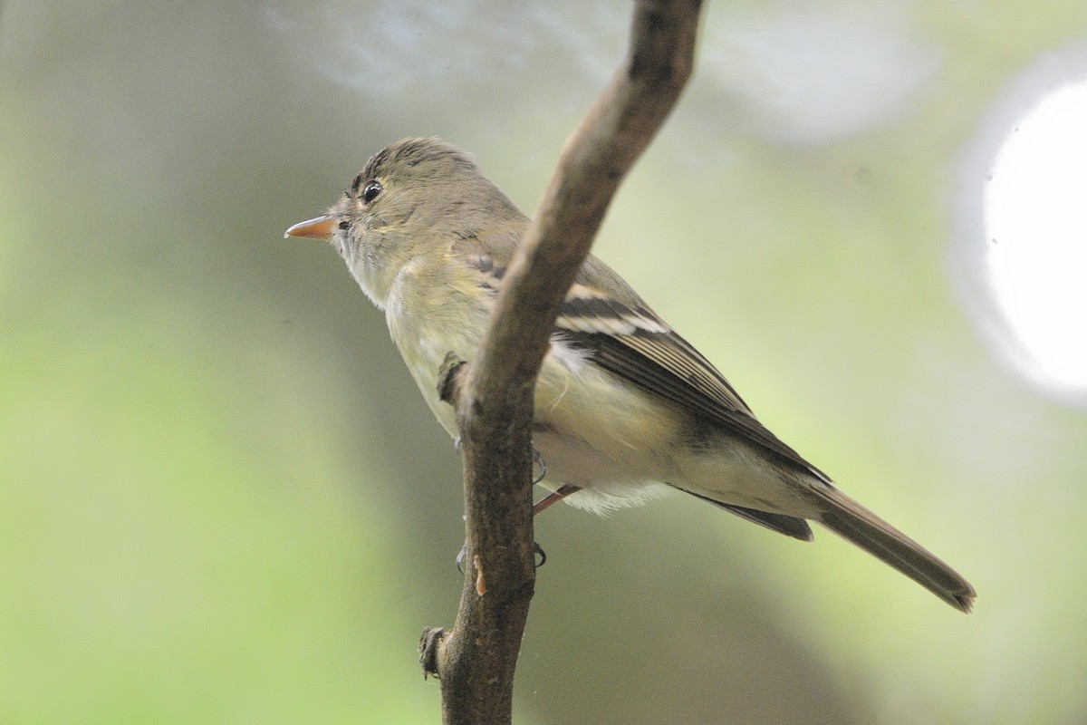 Acadian Flycatcher - ML619753541
