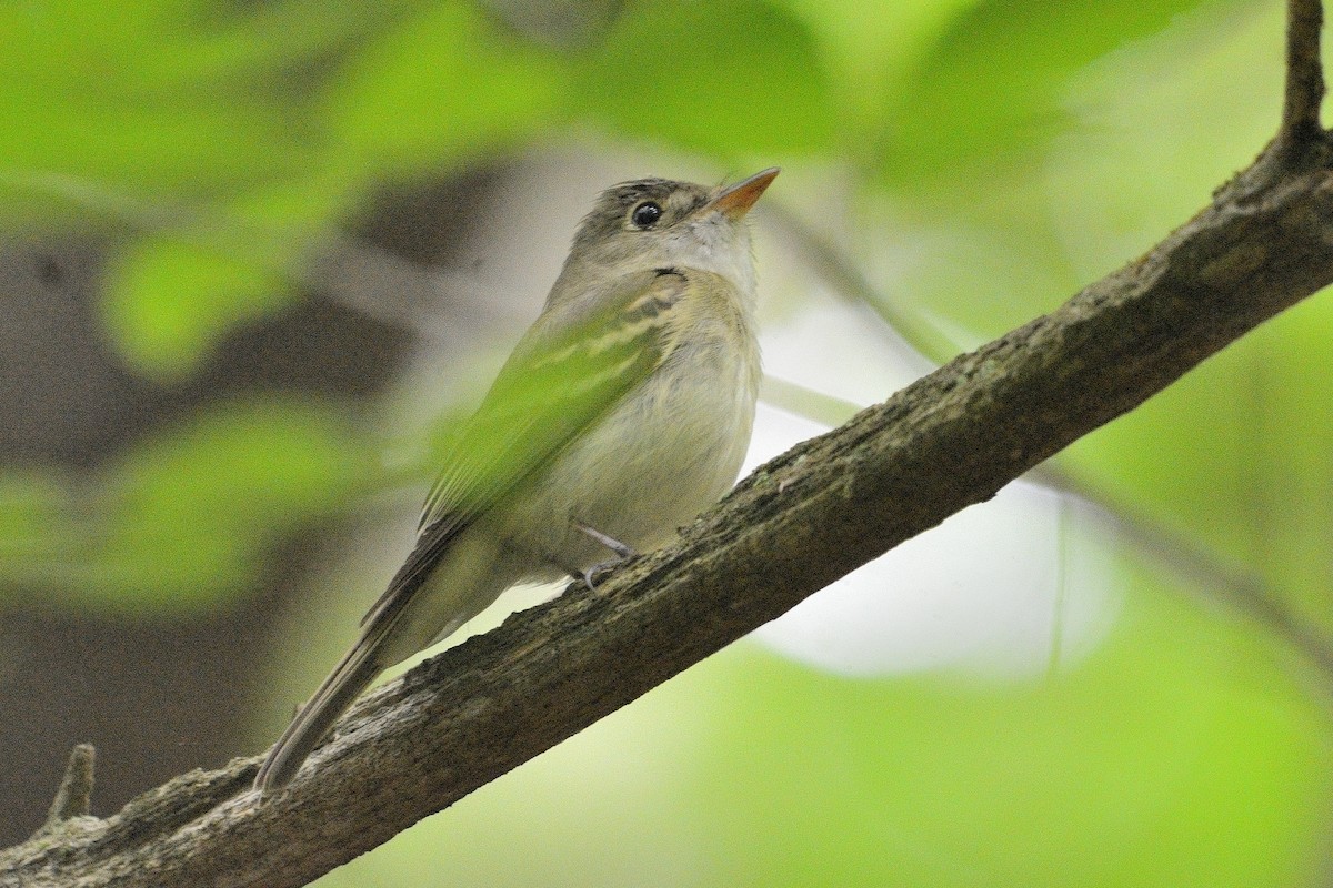 Acadian Flycatcher - ML619753542