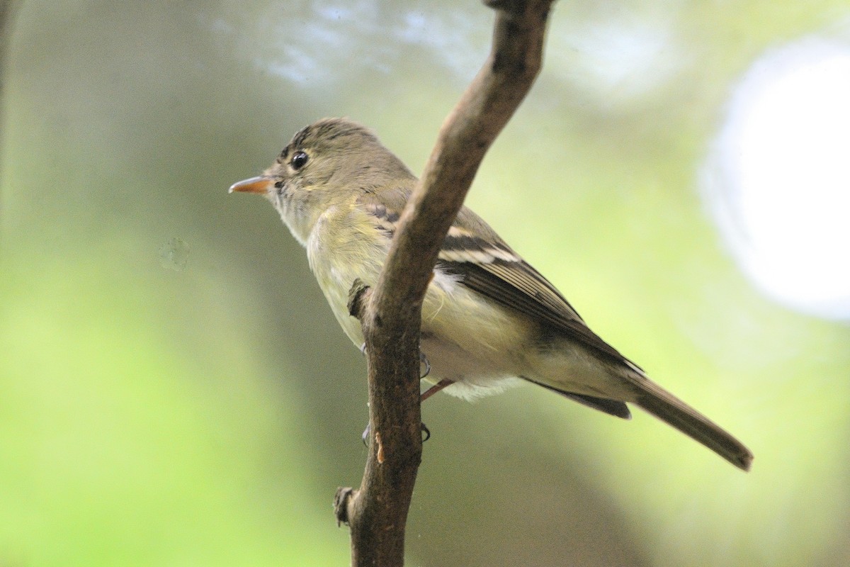 Acadian Flycatcher - John Gordinier