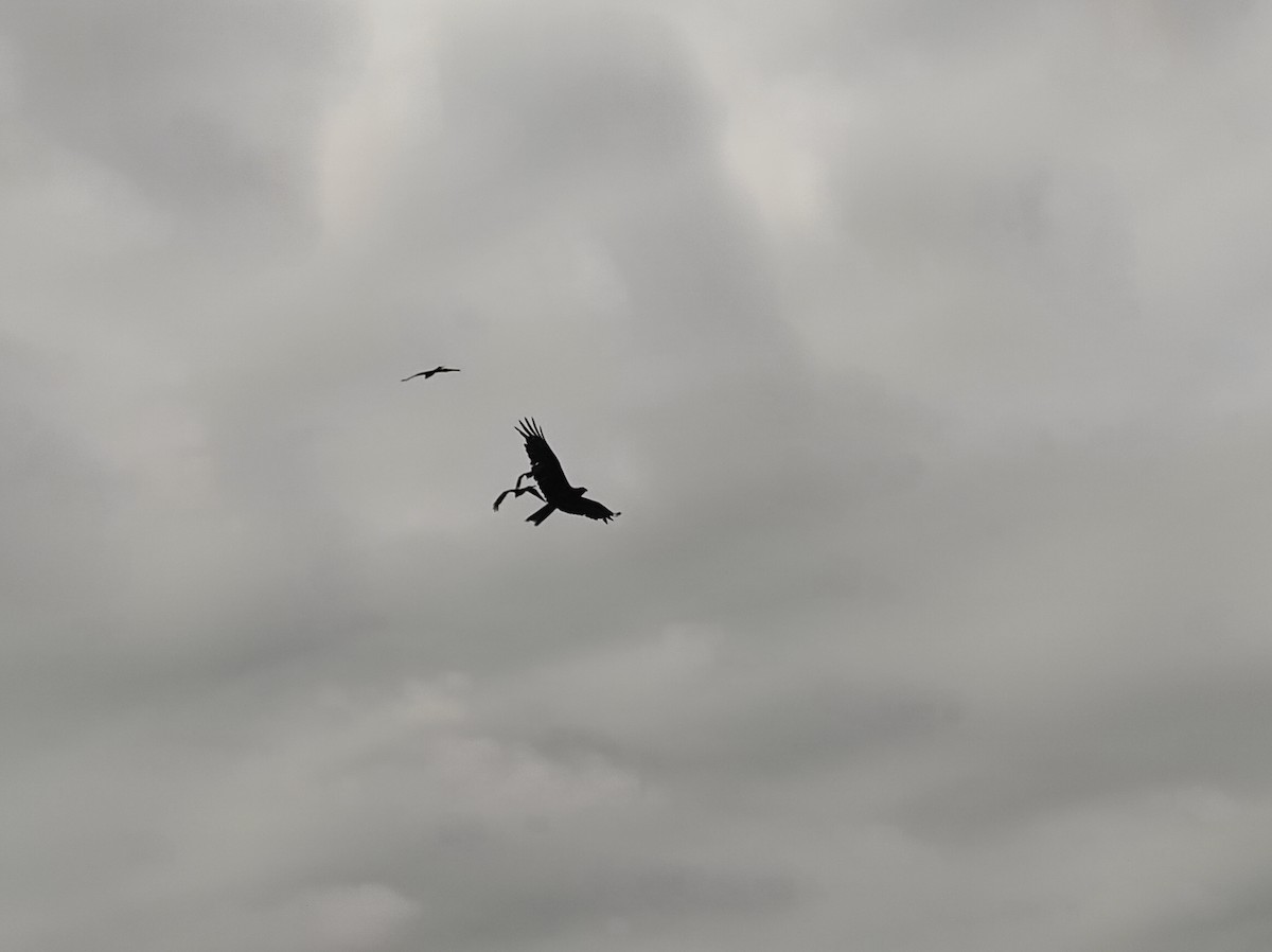 Black-winged Kite - ML619753552