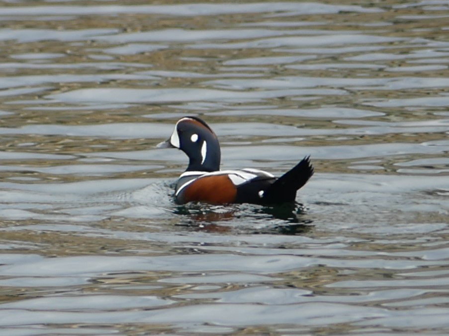 Harlequin Duck - ML619753556