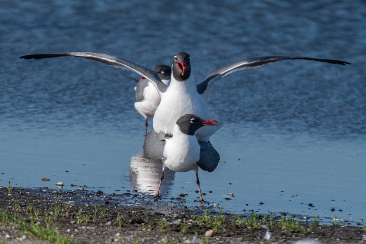 Laughing Gull - ML619753557