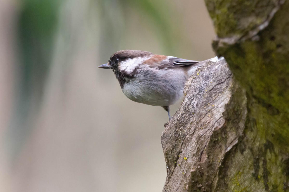 Mésange à dos marron - ML619753559