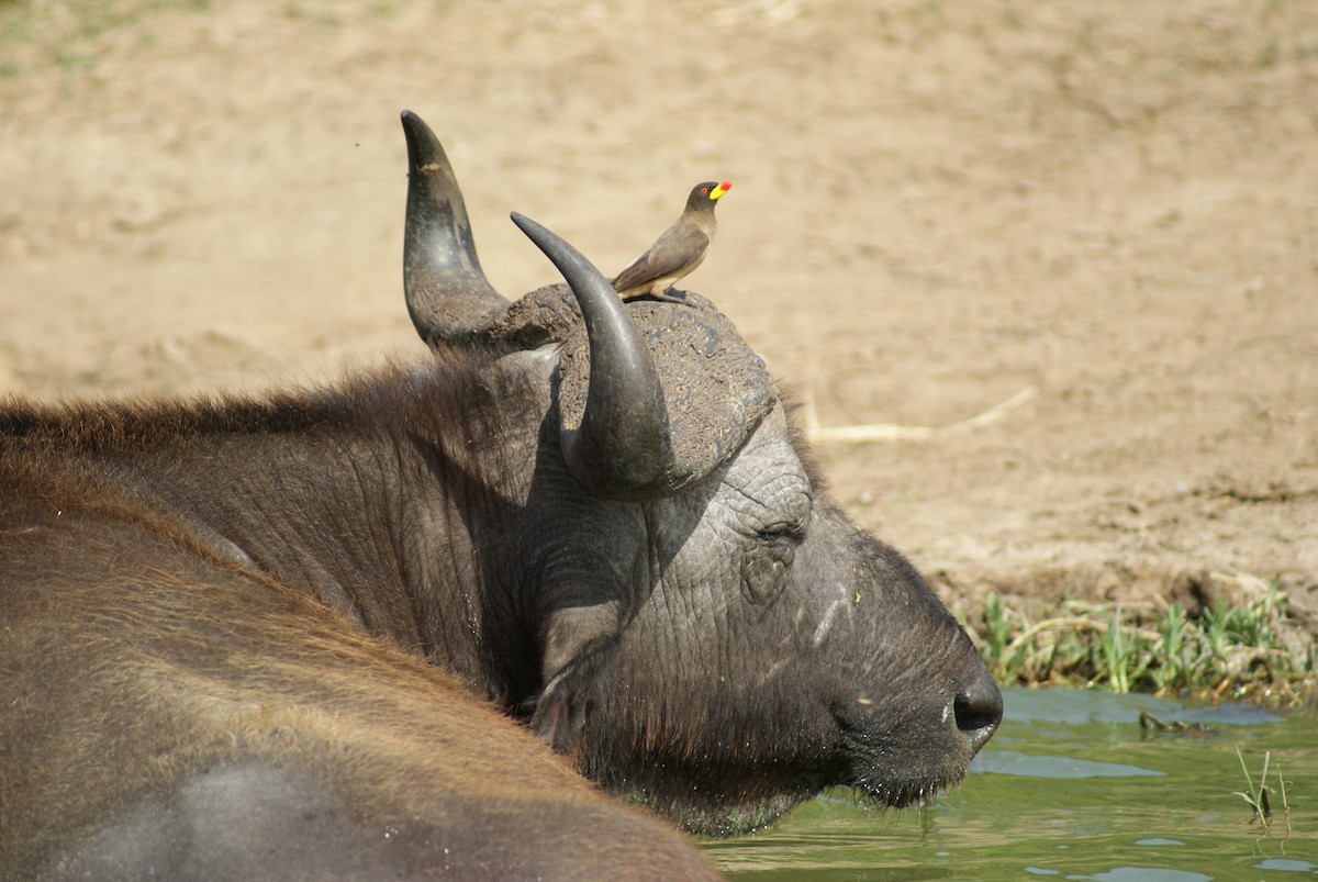 Yellow-billed Oxpecker - ML619753563