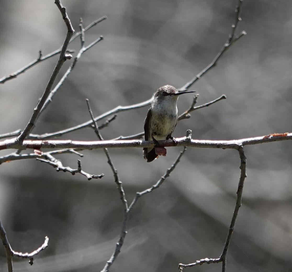 ørkenkolibri - ML619753572