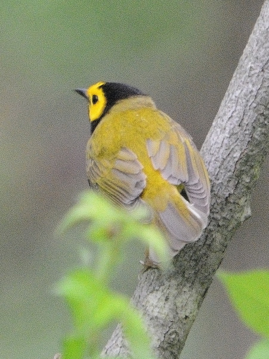 Hooded Warbler - ML619753599