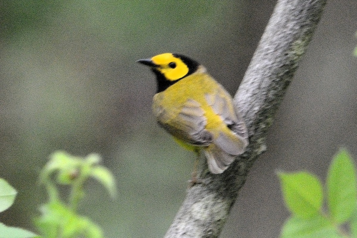 Hooded Warbler - ML619753600