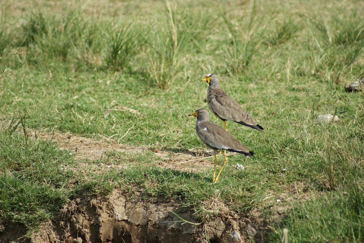 Wattled Lapwing - David Orban