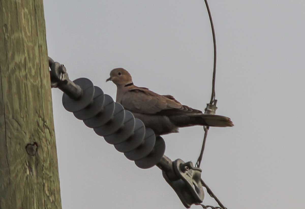 Eurasian Collared-Dove - ML619753611