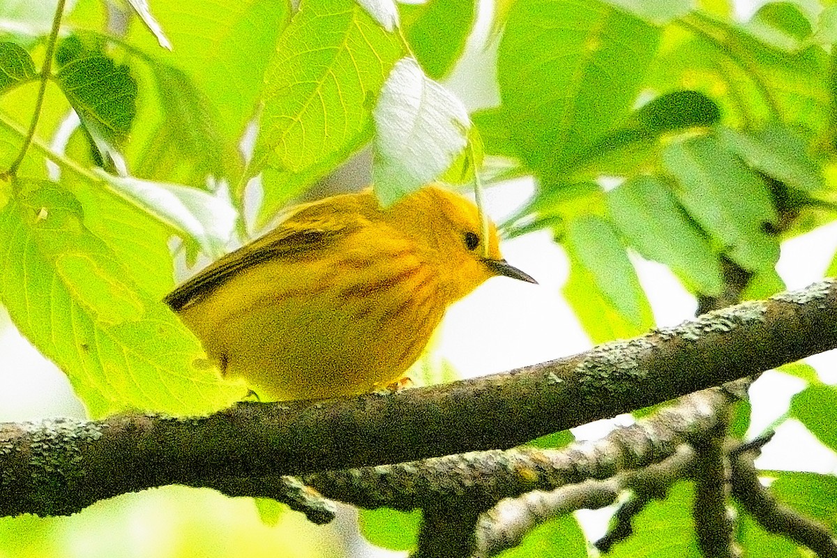 Yellow Warbler - ML619753619