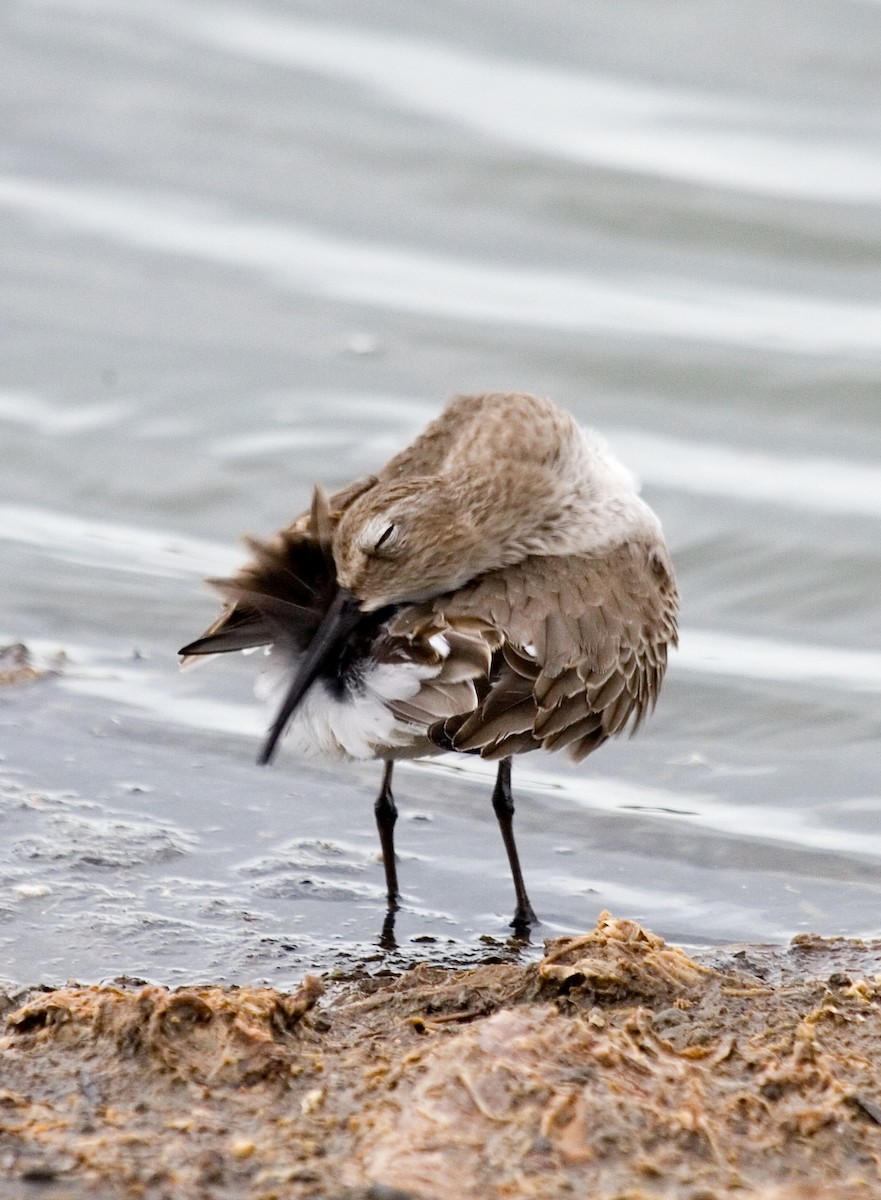 Dunlin - ML619753621