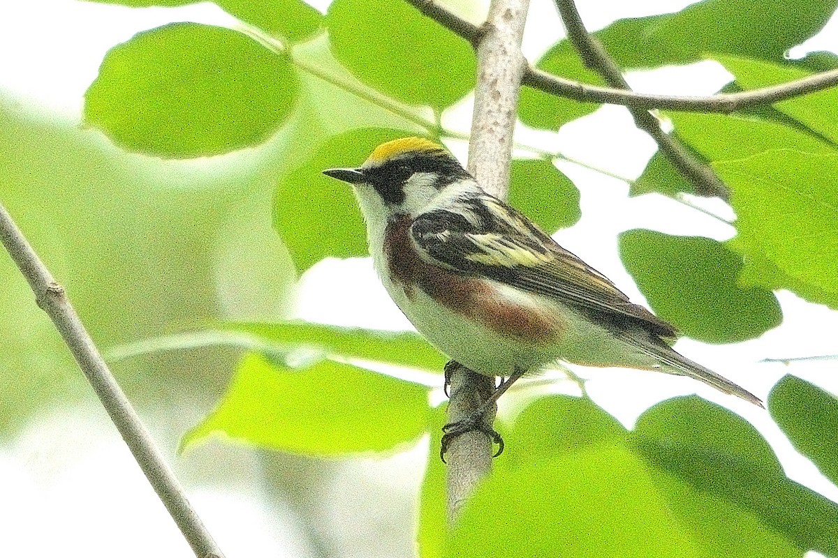 Gelbscheitel-Waldsänger - ML619753628