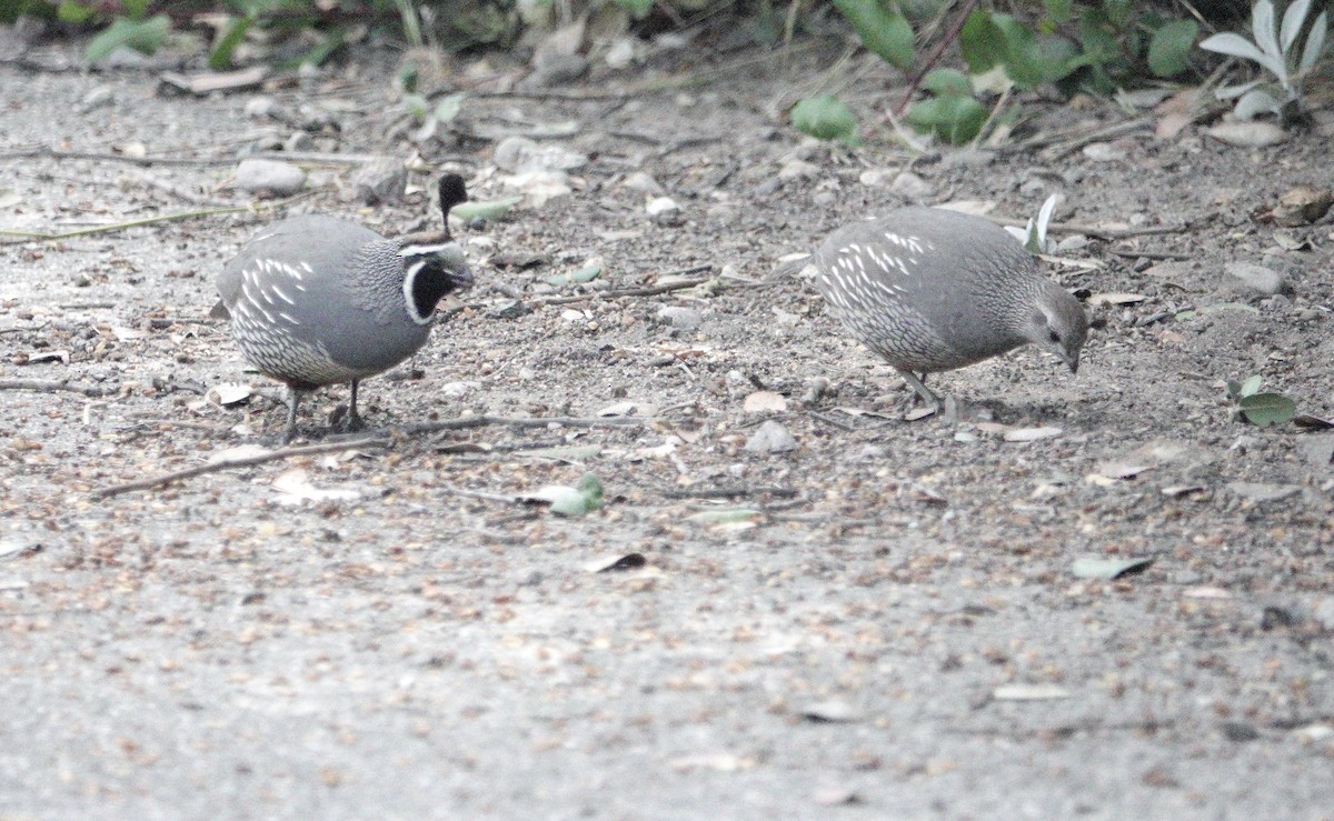 California Quail - ML619753645