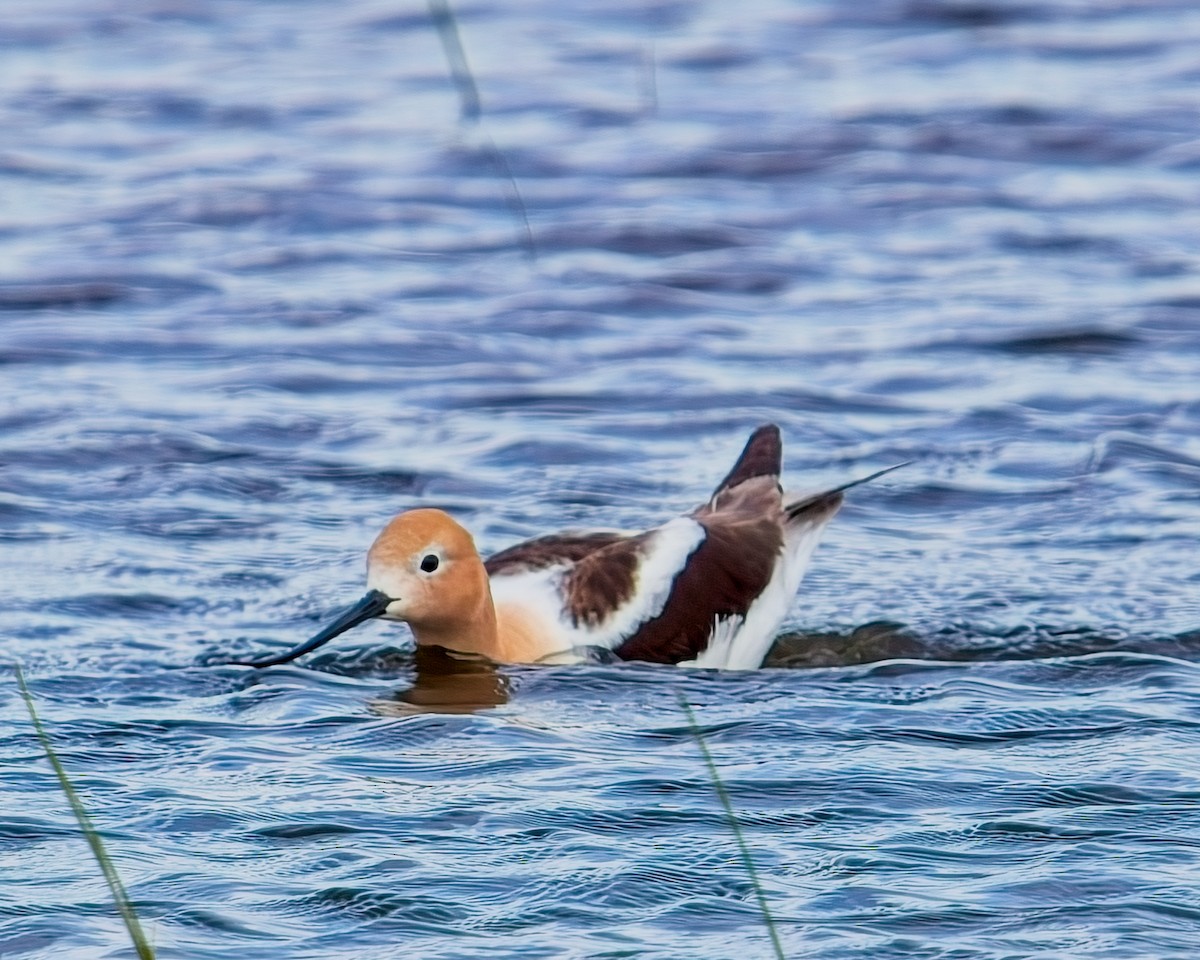 Avoceta Americana - ML619753650