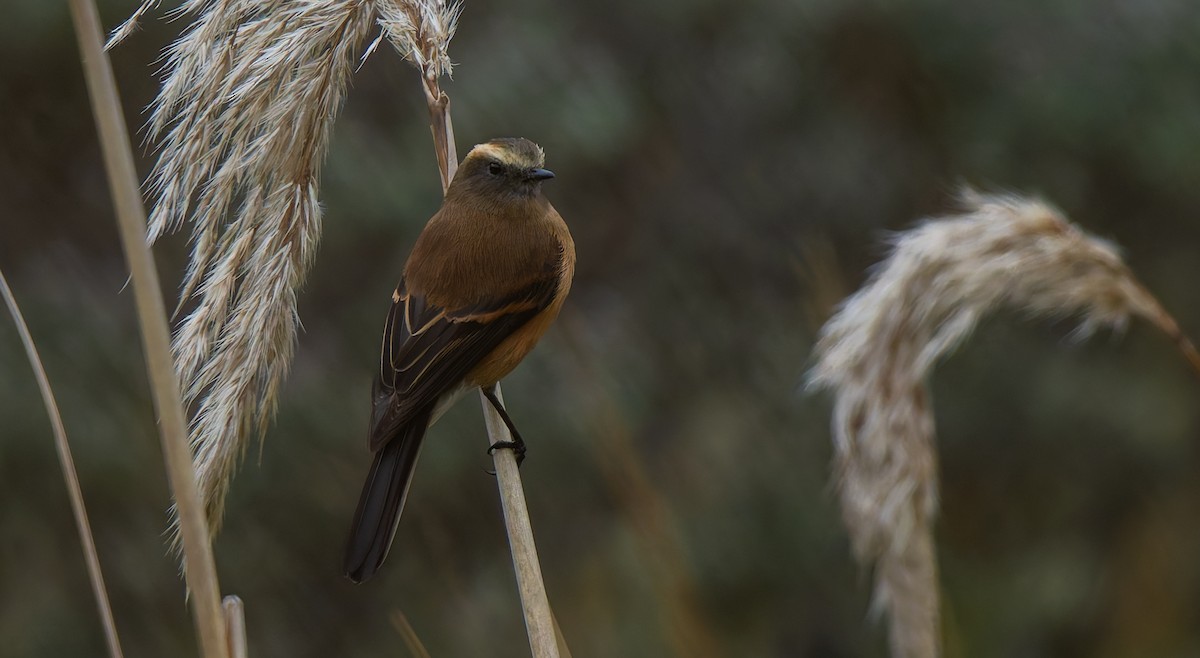Brown-backed Chat-Tyrant - ML619753663