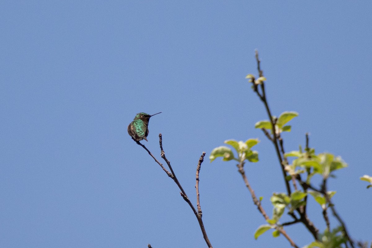 Ruby-throated Hummingbird - ML619753686