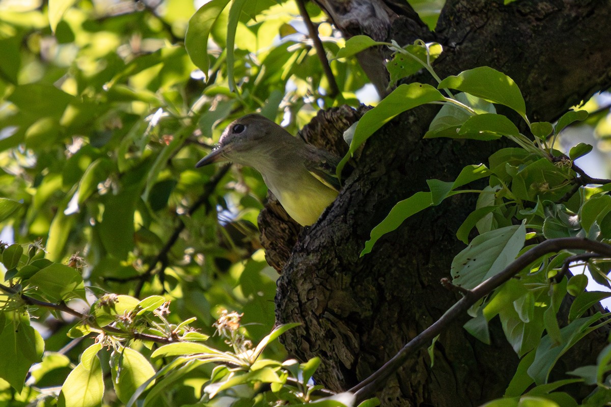 Great Crested Flycatcher - ML619753703