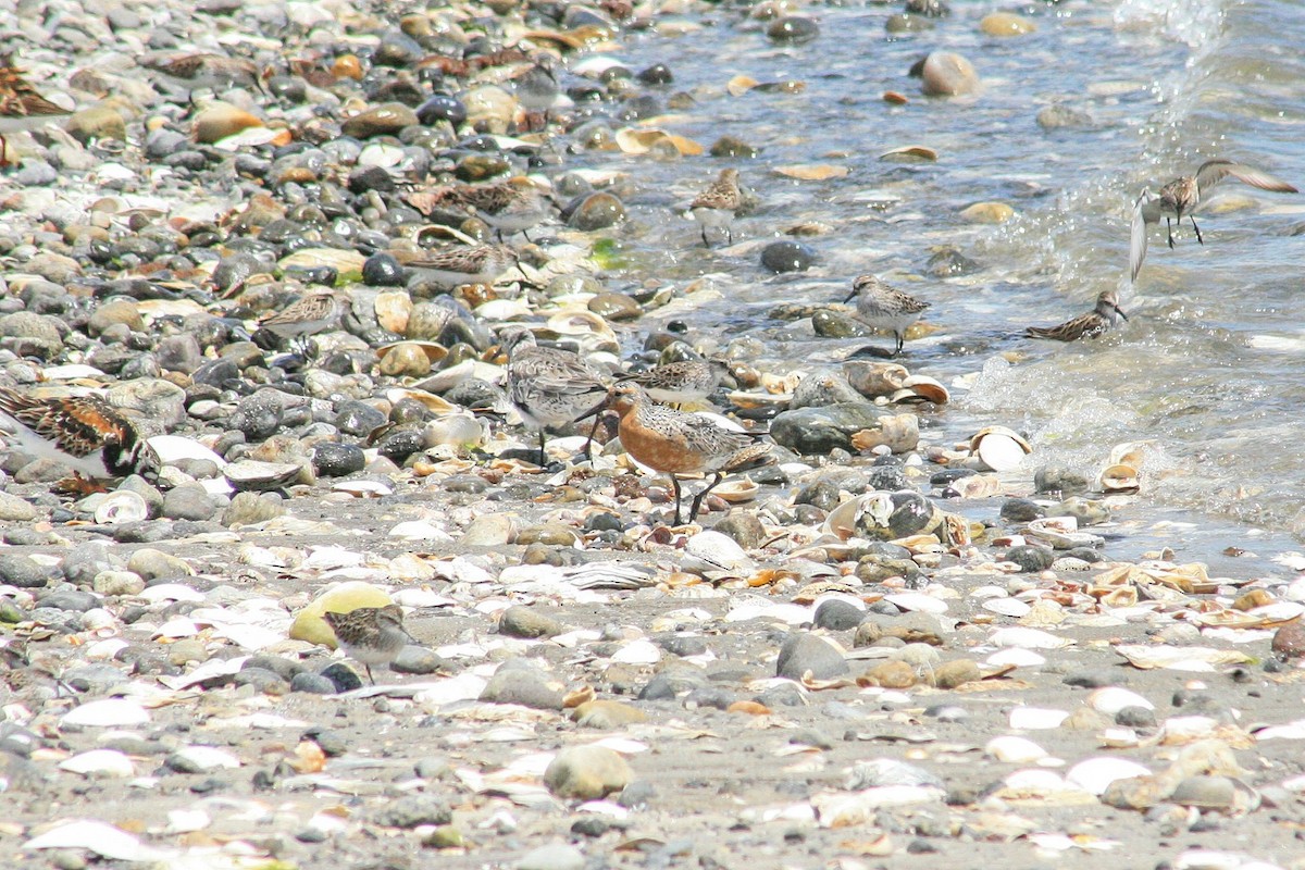 Red Knot - ML619753708