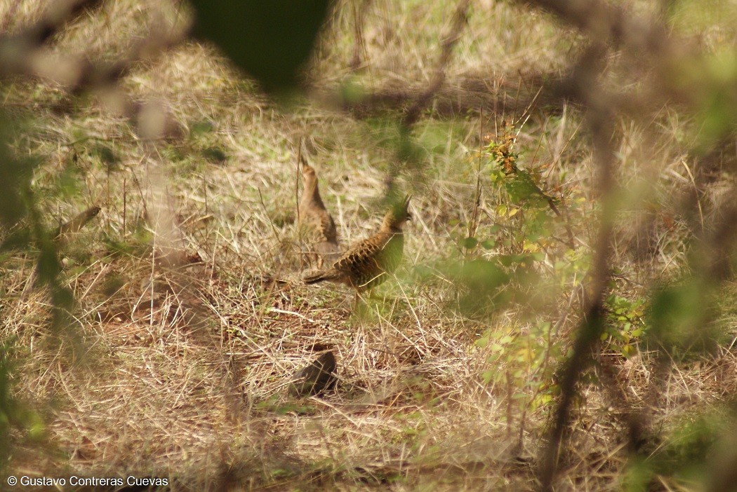 Banded Quail - ML61975371