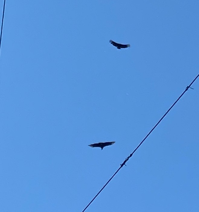 Black Vulture - ML619753725