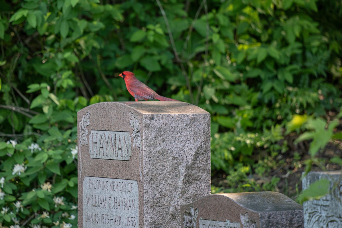 Northern Cardinal - ML619753728