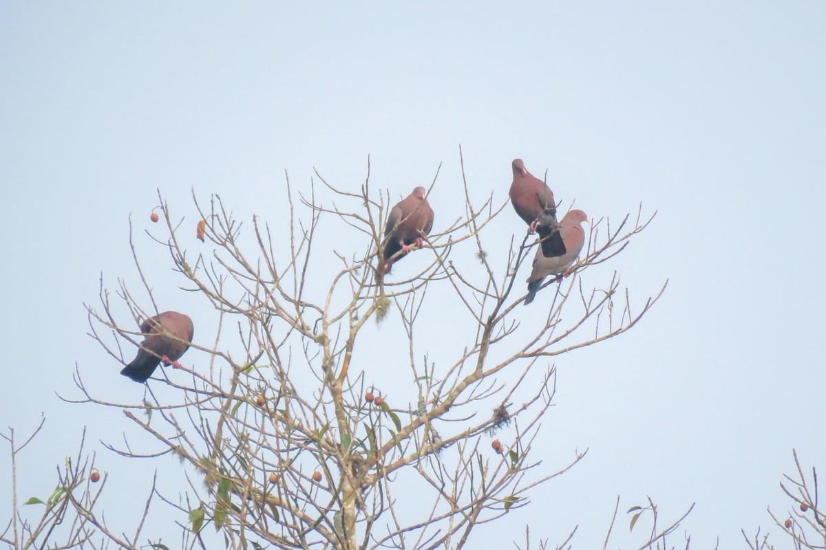 Red-billed Pigeon - ML619753732