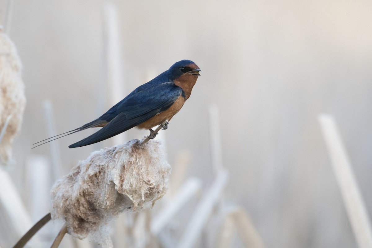 Barn Swallow - ML619753767