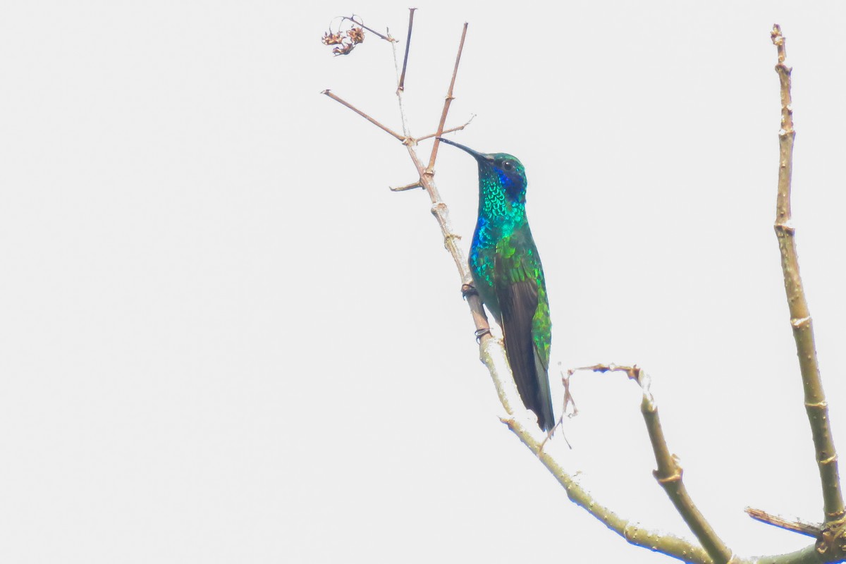 kolibřík zelený - ML619753769